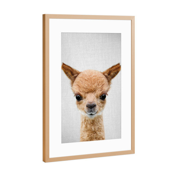 Poster mit Rahmen Kupfer "Baby-Alpaka" artboxONE - Für Kinder,Tiere,Für Mama,Lustig