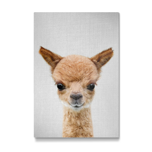 Galerie-Print "Baby-Alpaka" 75x50 cm artboxONE