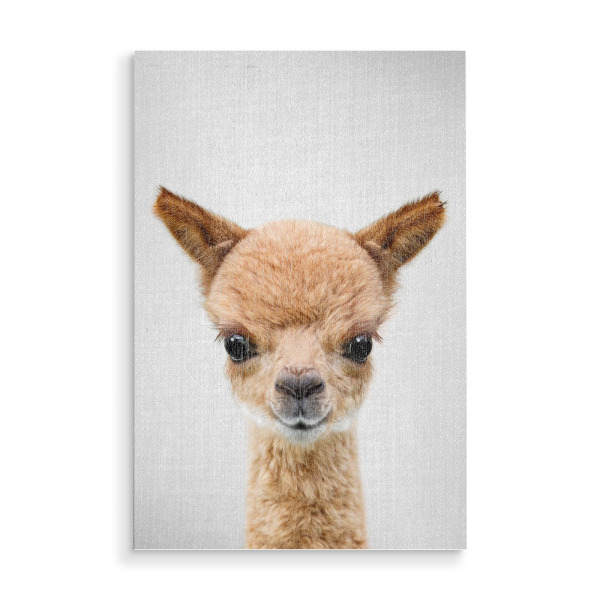 Holzbild "Baby-Alpaka" artboxONE - Für Kinder,Tiere,Für Mama,Lustig