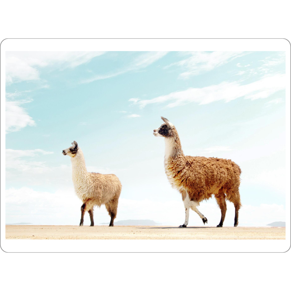 Tischset "Alpaka-Oase" artboxONE - Natur,Reise,Tiere,Lustig