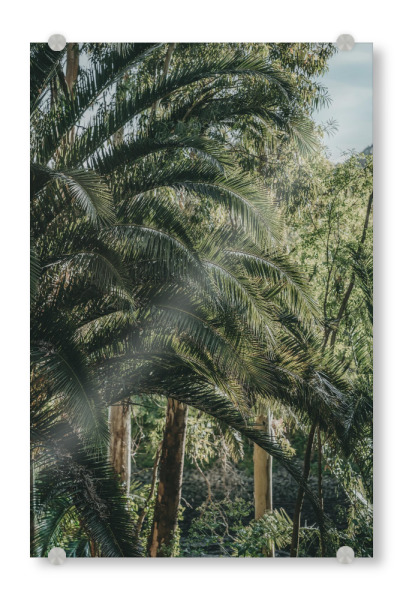 Acrylglasbild "Rauschen der Palmwedel" artboxONE - Natur,Floral,Reise / Länder