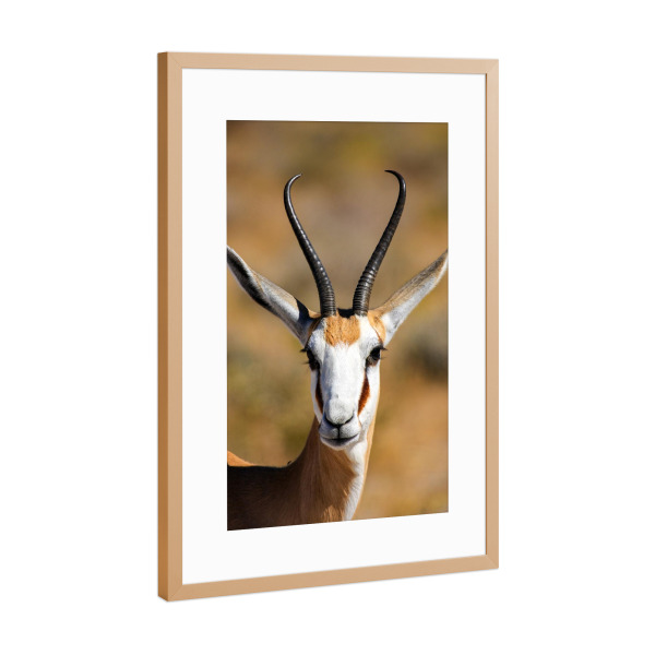 Poster mit Rahmen Kupfer "Porträt eines Springbocks" artboxONE - Tiere - Namibia,Springbock,Gazelle,Antilope,Wildlife,Safari,Südafrika,Savanne