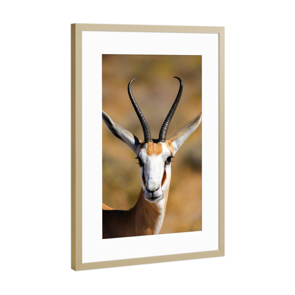 Poster mit Rahmen Gold "Porträt eines Springbocks" artboxONE - Tiere - Namibia,Springbock,Gazelle,Antilope,Wildlife,Safari,Südafrika,Savanne