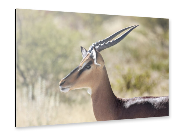 Alu-Dibond "Ein Schwarzfersenimpala" 75x50 cm artboxONE