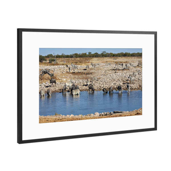 Poster mit Rahmen Schwarz (Metallic) "Wilde Zebras am Wasserloch" artboxONE - Natur,Reise,Tiere