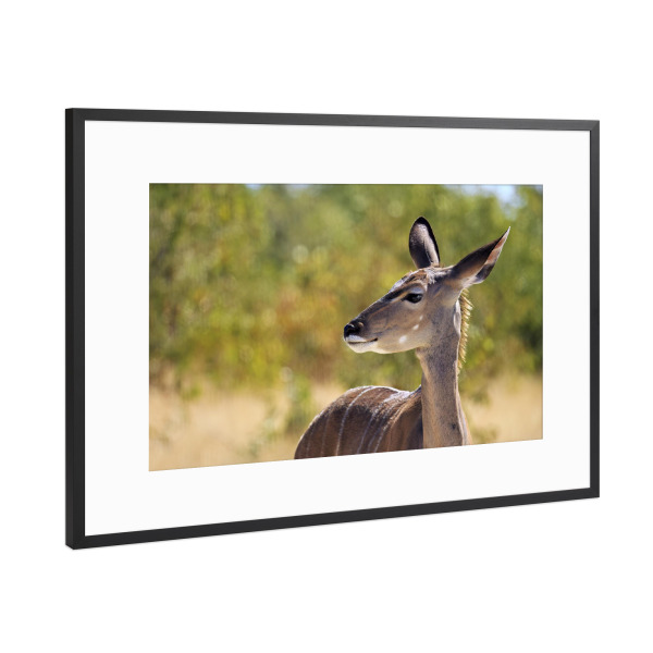 Poster mit Rahmen Schwarz (Metallic) "Kudu Antilopen Porträt" artboxONE - Tiere - Kudu,Antilope,Namibia,Afrika,Kudu antilope,Safari,Wildlife,Savanne