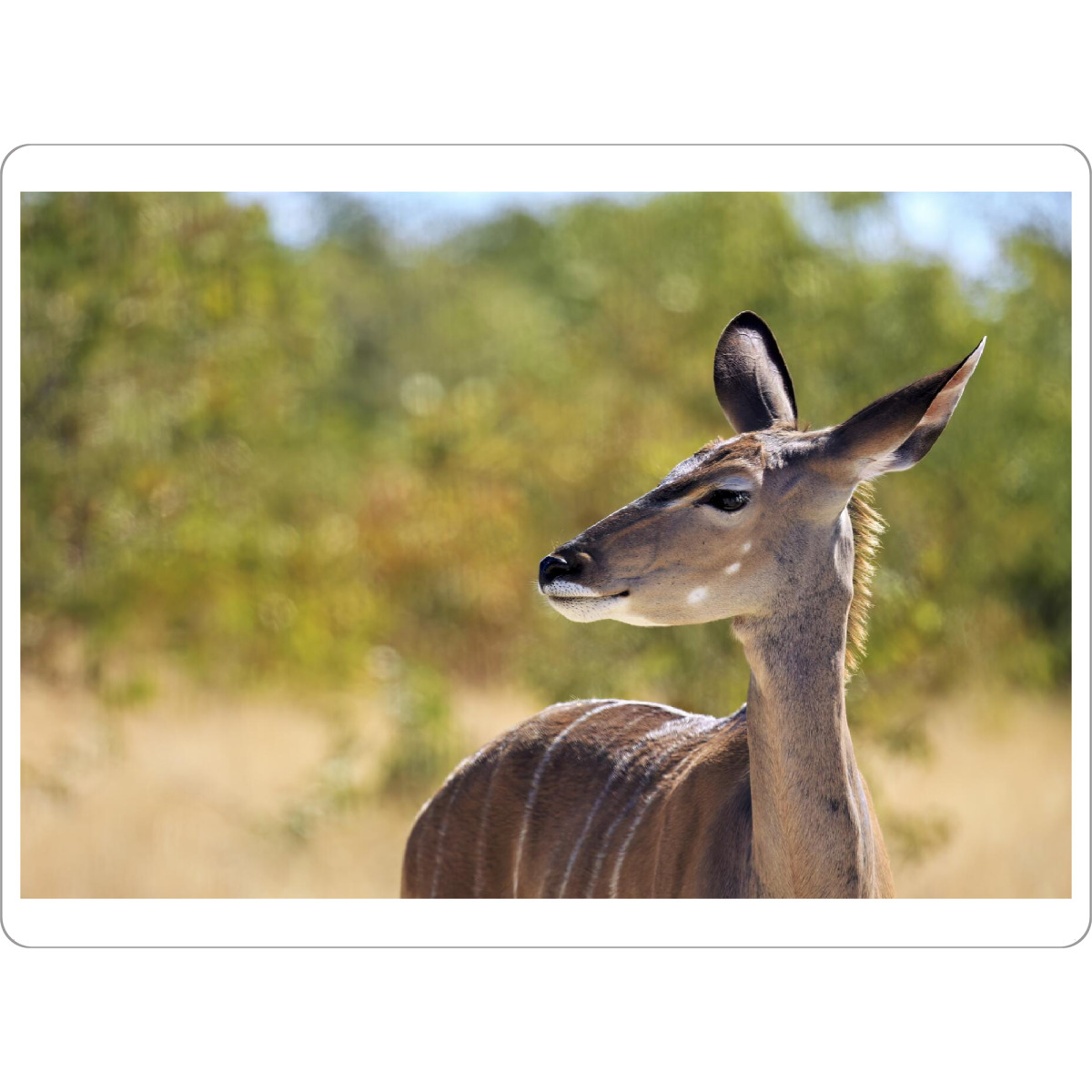 Tischset "Kudu Antilopen Porträt" artboxONE - Tiere - Kudu,Antilope,Namibia,Afrika,Kudu antilope,Safari,Wildlife,Savanne - Bild kudu