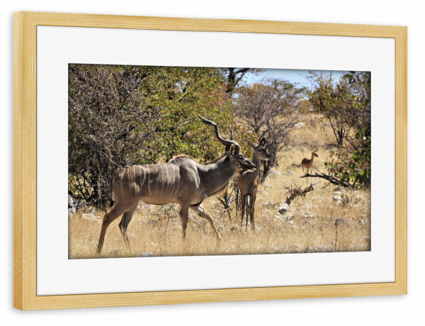 Poster mit Rahmen kiefer "Kudu in der Savanne" artboxONE - Natur,Tiere - Kudu,Antilope,Namibia,Afrika,Kudu antilope,Safari,Wildlife,Savanne