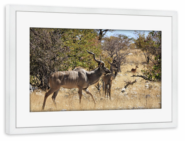 Poster mit Rahmen weiß "Kudu in der Savanne" artboxONE - Natur,Tiere - Kudu,Antilope,Namibia,Afrika,Kudu antilope,Safari,Wildlife,Savanne