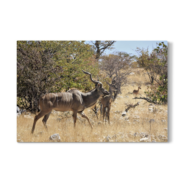 Galerie-Print "Kudu in der Savanne" 30x20 cm artboxONE