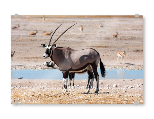 Acrylglasbild "Oryx Antilope in der Savanne" artboxONE - Natur,Reise,Tiere,Reise / Afrika
