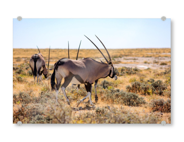Acrylglasbild "Spießböcke in der Savanne" artboxONE - Natur,Reise,Tiere - Oryx,Antilope,Namibia,Afrika,Spießbock,Safari,Wildlife,Savanne