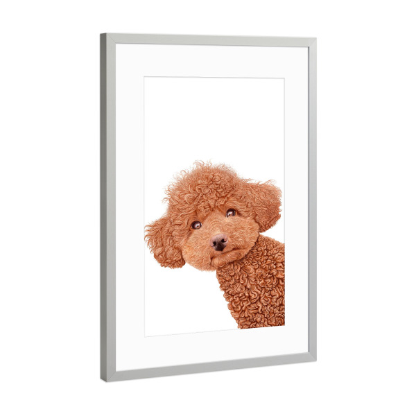 Poster mit Rahmen Silber "Der Pudel" artboxONE - Natur,Tiere,Liebe,Für Mama,Lustig