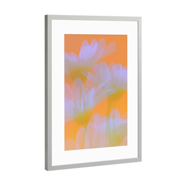 Poster mit Rahmen Silber "Margeriten Sonnige Flora" artboxONE - Natur,Floral,Abstrakt