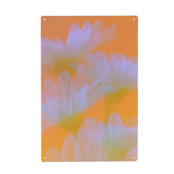 Holzbild "Margeriten Sonnige Flora" artboxONE - Natur,Floral,Abstrakt