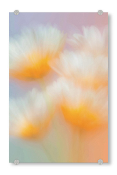 Acrylglasbild "Weißer Blüten Spiel" artboxONE - Natur,Floral,Abstrakt