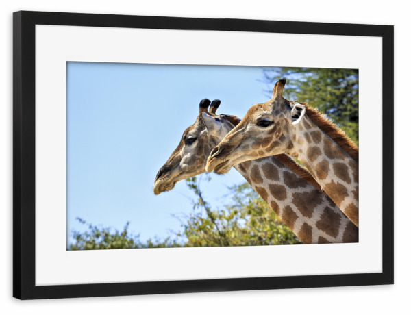 Poster mit Rahmen schwarz "Zwei Giraffen" artboxONE - Natur,Tiere - Namibia,Giraffe,Wasserloch,Safari,Savanne,Afrika,Wildlife,Etosha park