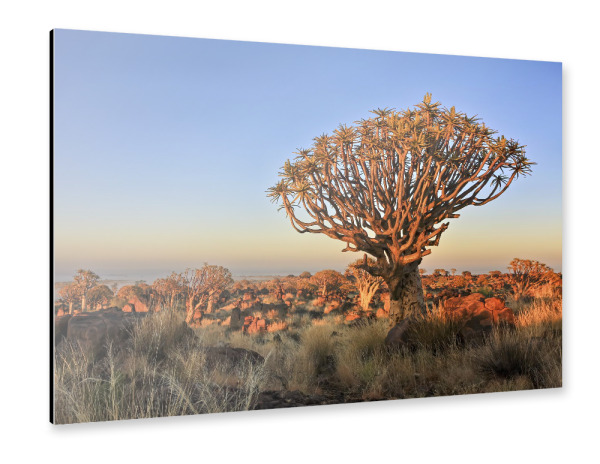 Alu-Dibond "Köcherbaumwald in Namiba" 75x50 cm artboxONE