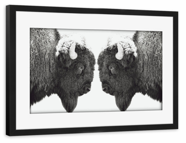 Poster mit Rahmen schwarz "Bisonbulls" artboxONE - Natur,Reise,Tiere,Schwarzweiß,Reise / Länder