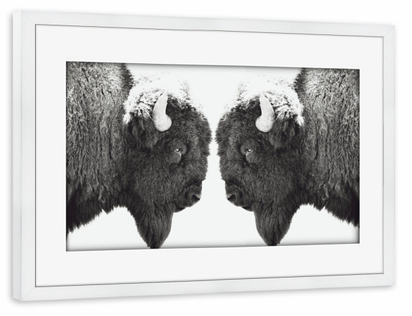 Poster mit Rahmen weiß "Bisonbulls" artboxONE - Natur,Reise,Tiere,Schwarzweiß,Reise / Länder