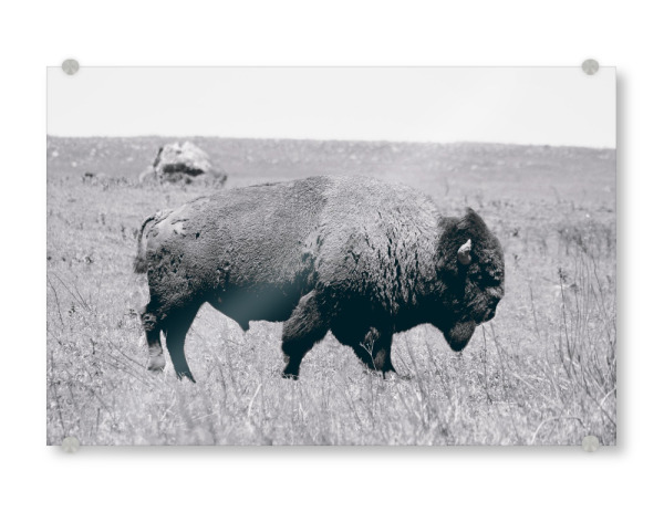 Acrylglasbild "The lonely Bison" artboxONE - Reise,Tiere,Schwarzweiß,Reise / Länder