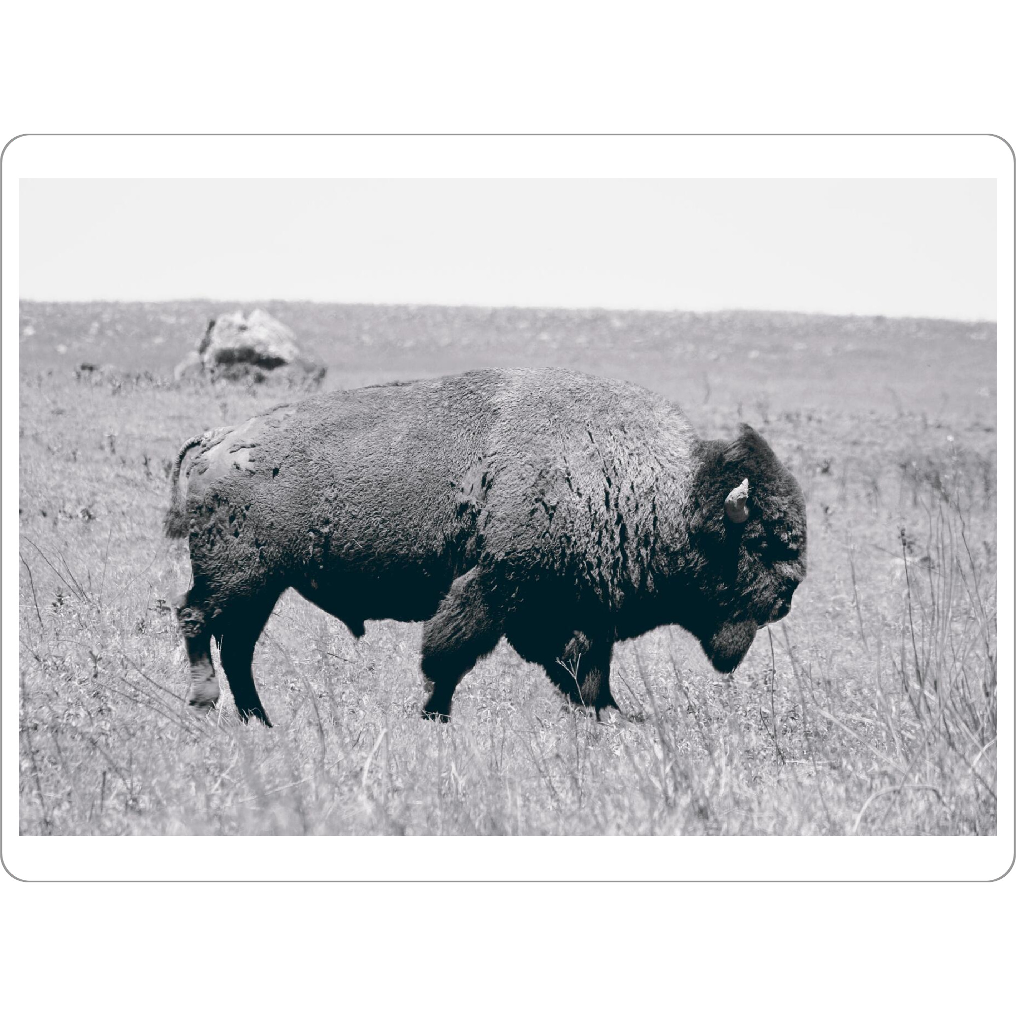 Tischset "The lonely Bison" artboxONE - Reise,Tiere,Schwarzweiß,Reise / Länder