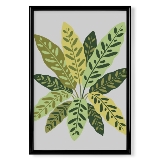 Calathea Silhouette
