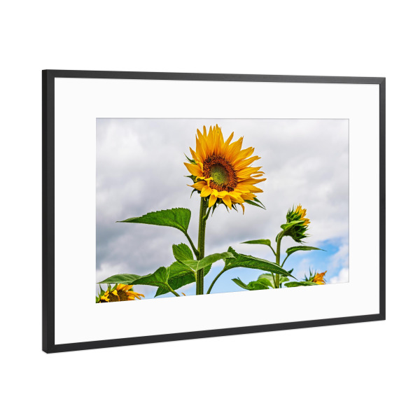 Poster mit Rahmen Schwarz (Metallic) "Feld mit Sonnenblumen" artboxONE - Natur,Reise