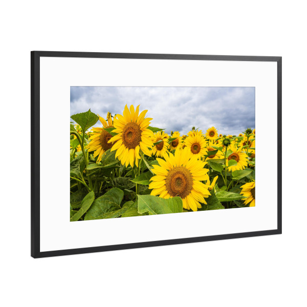 Poster mit Rahmen Schwarz (Metallic) "Sonnenblumen" artboxONE - Natur,Reise