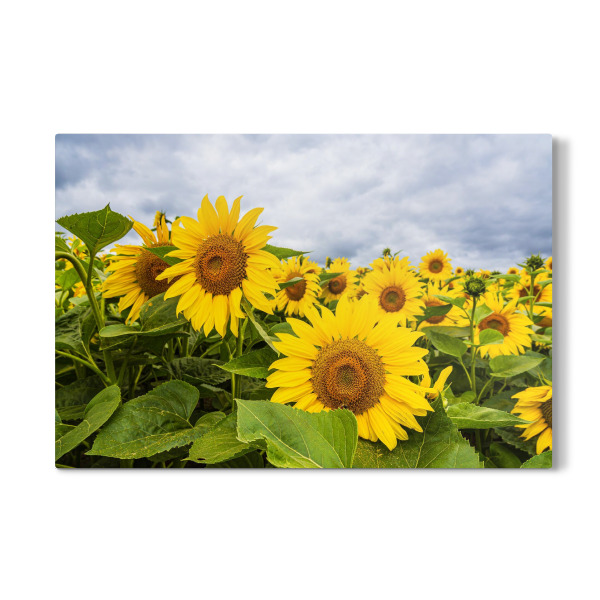 Galerie-Print "Sonnenblumen" 30x20 cm artboxONE