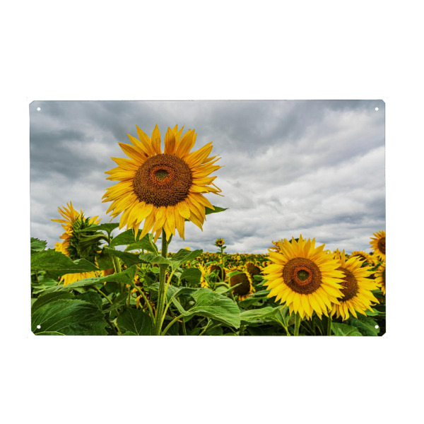 Holzbild "Sonnenblumen auf dem Feld" artboxONE - Natur,Reise