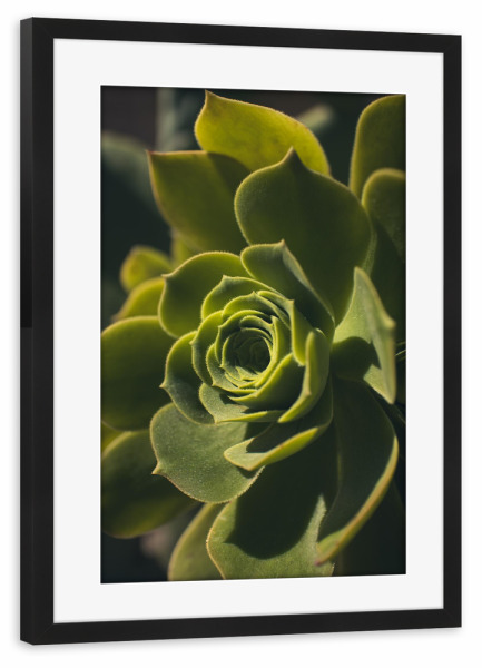 Poster mit Rahmen schwarz "Botanische Ästhetik Sukkulente" artboxONE - Natur,Floral,Reise / Strand und Meer