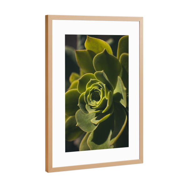 Poster mit Rahmen Kupfer "Botanische Ästhetik Sukkulente" artboxONE - Natur,Floral,Reise / Strand und Meer