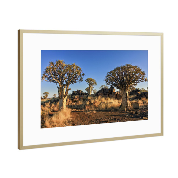 Poster mit Rahmen Gold "Wald der Köcherbäume" artboxONE - Natur,Reise / Afrika - Namibia,Wald,Köcherbaum,Köcherbaumwald,Landschaft,Natur,Afrika,Baum