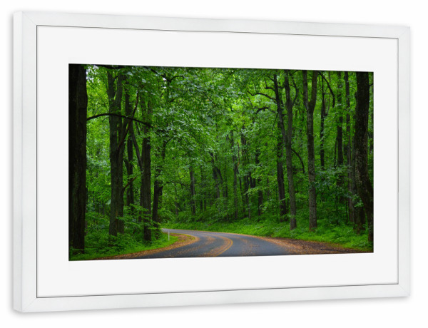 Poster mit Rahmen weiß "Road into the Woods" artboxONE - Natur,Reise,Floral,Reise / Länder