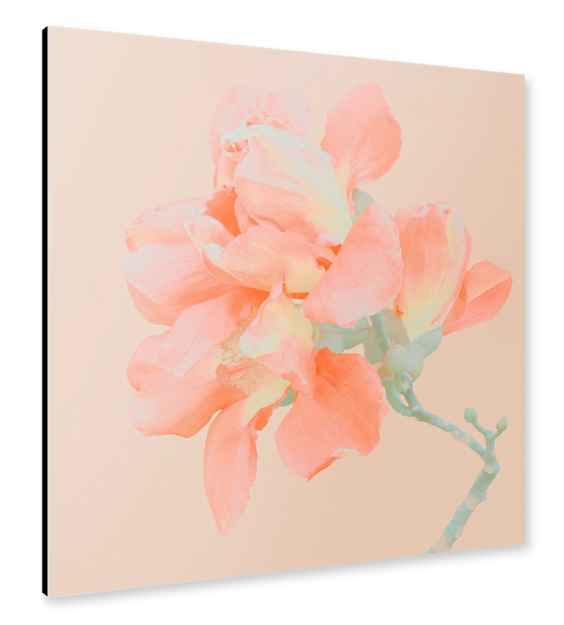 Alu-Dibond "Kapokblüte im Sonnenlicht" 30x30 cm artboxONE