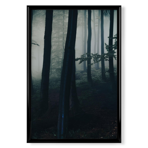 Mystical cloud forest