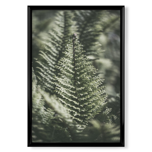 Wald Farn im Fokus
