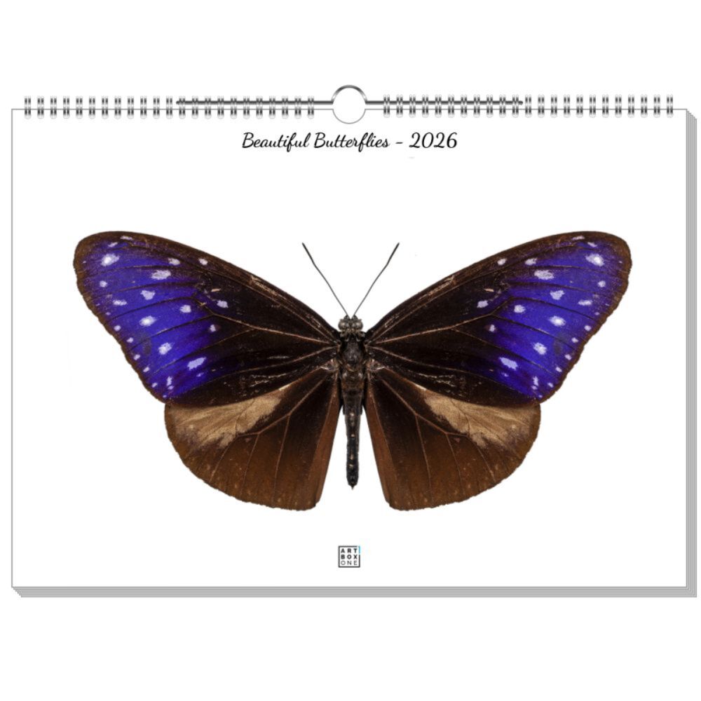 artboxONE Wandkalender A3 2025 Beautiful Butterflies Schmetterlinge