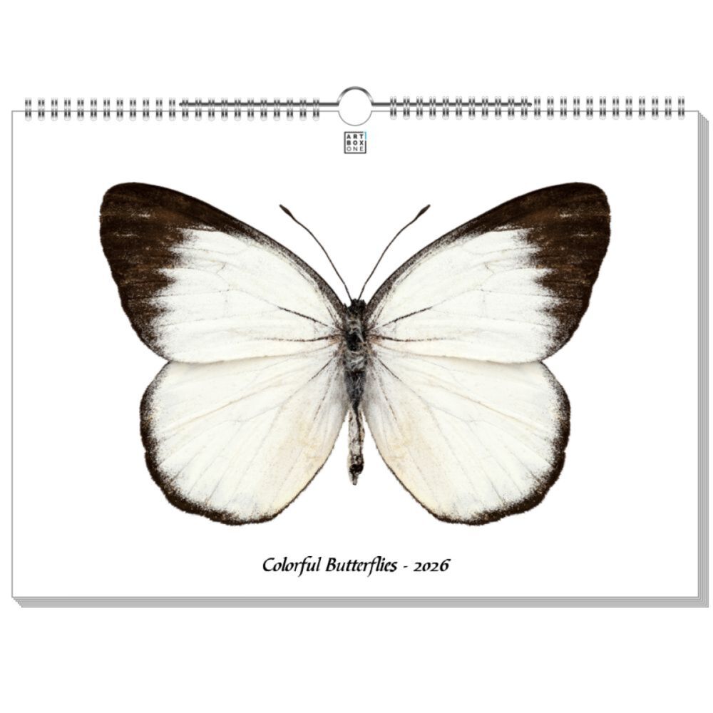 artboxONE Wandkalender A3 2026 Colorful Butterflies Schmetterlinge