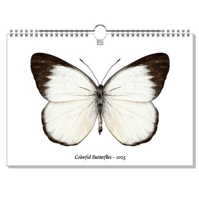 Colorful Butterflies