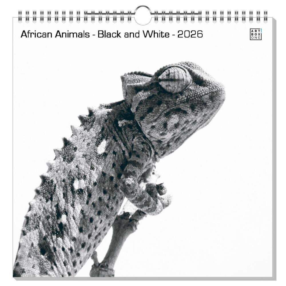 artboxONE Wandkalender Quadratisch 2026 African Animals - Black and White Tiere