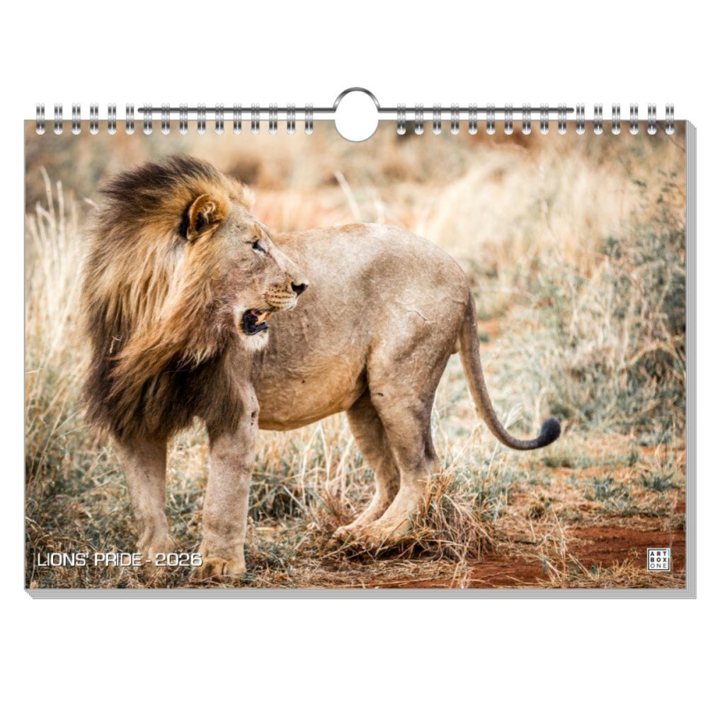 artboxONE Wandkalender A4 2025 LIONS' PRIDE Löwen