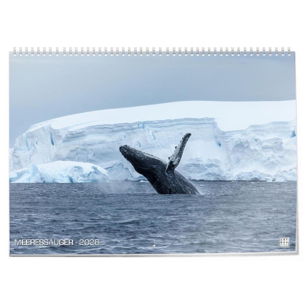 artboxONE Klappkalender A2 2026 MEERESSÄUGER Unterwasser