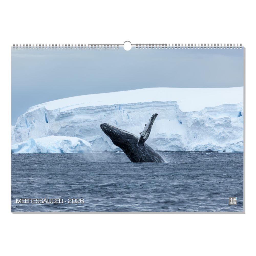 artboxONE Wandkalender A2 2026 MEERESSÄUGER Unterwasser