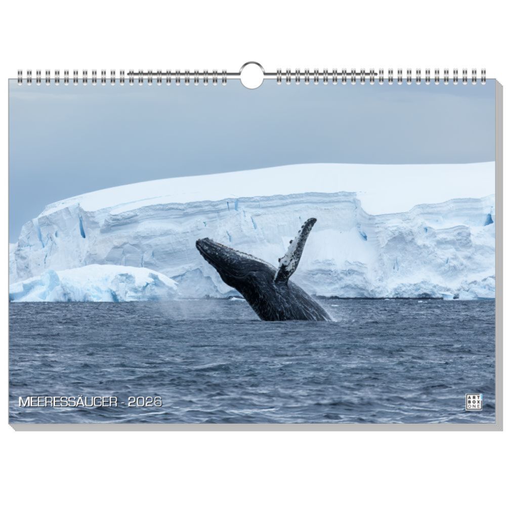 artboxONE Wandkalender A3 2025 MEERESSÄUGER Unterwasser