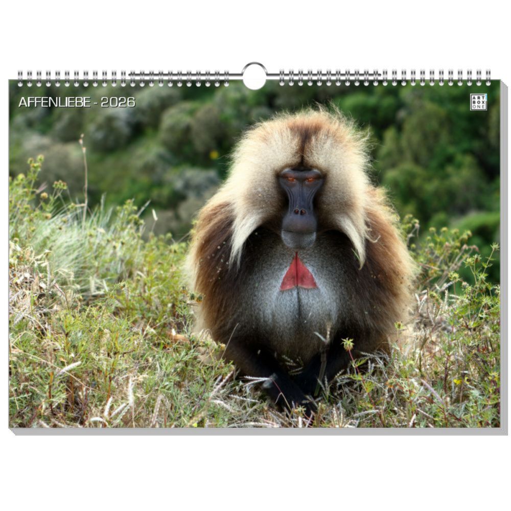 artboxONE Wandkalender A3 2025 AFFENLIEBE Affen