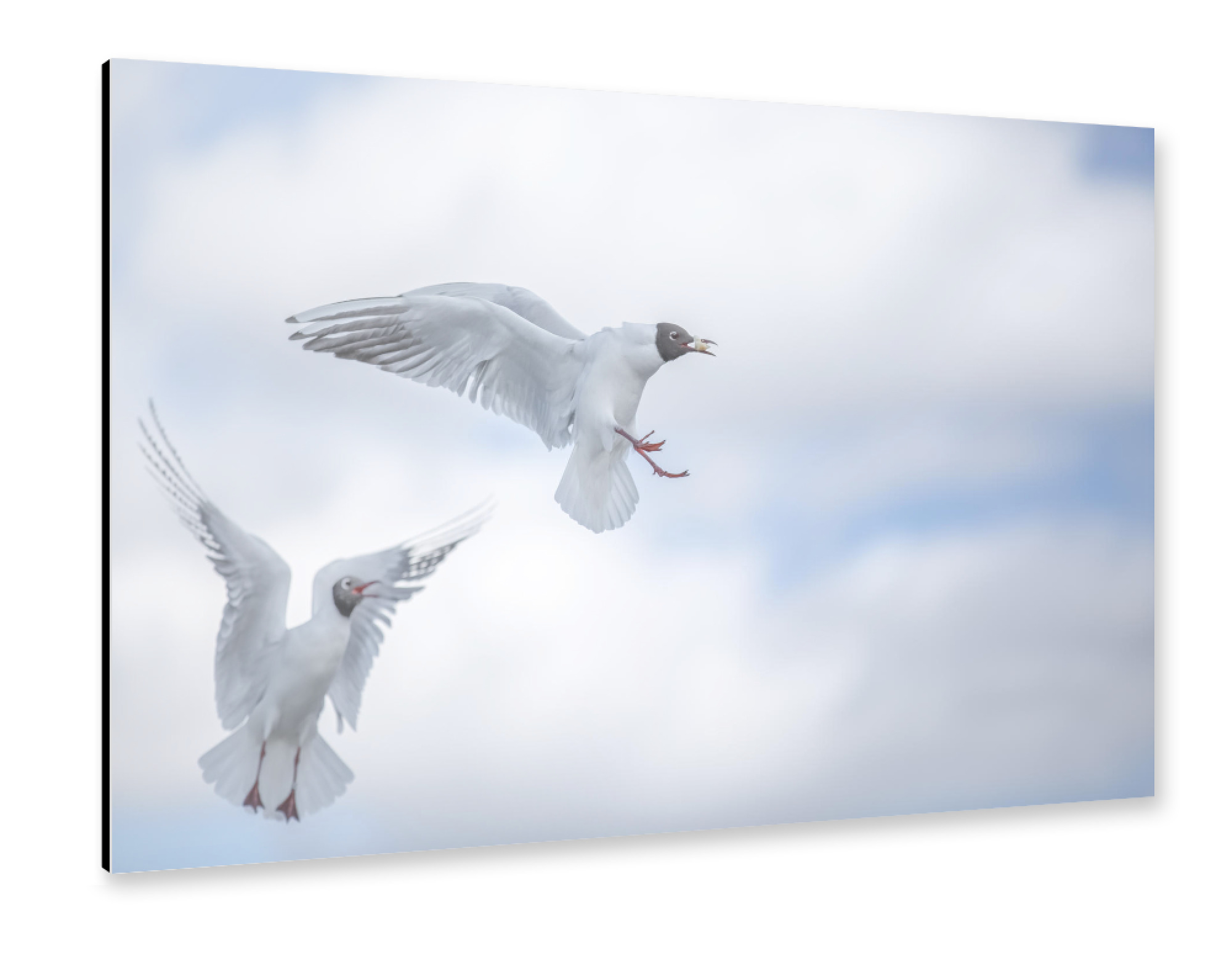 Alu-Dibond "Fly High" 75x50 cm artboxONE
