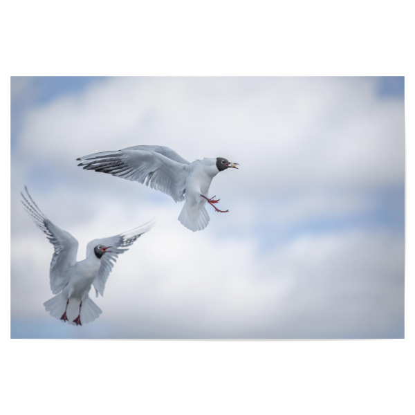 Poster 30x20 cm "Fly High" artboxONE - Tiere - Möwe,Himmel,Wolken,Fauna,Vögel