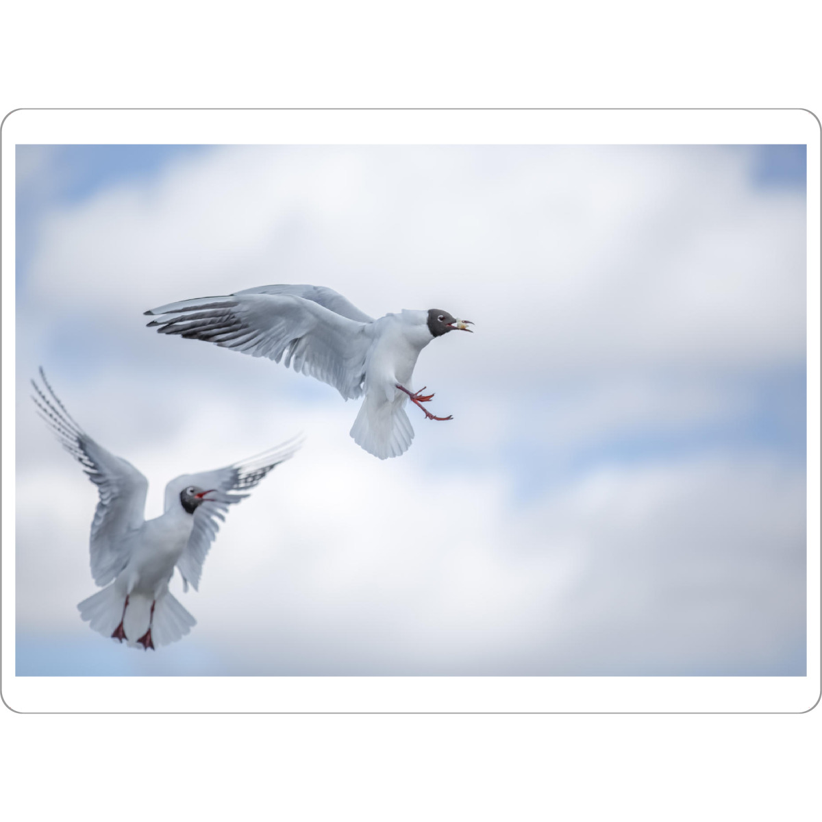 Tischset "Fly High" artboxONE - Tiere - Möwe,Himmel,Wolken,Fauna,Vögel - Bild Möwe
